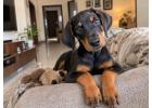 Doberman puppies for sale in