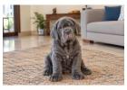 Neapolitan Mastiff Puppies for Sale in