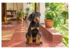 Doberman puppies for sale in