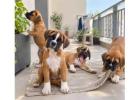 Boxer Puppies for Sale in