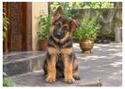 German Shepherd Puppies for Sale in