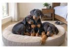 Doberman puppies for sale in