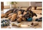 German Shepherd Puppies for Sale in