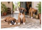 Boxer Puppies for Sale in